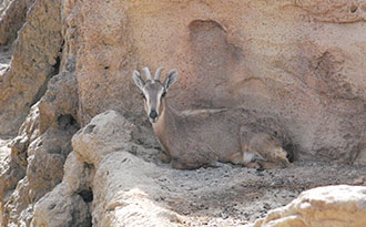 tahr